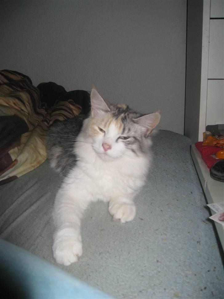 Blanding af racer / Norsk Skovkat Freya DØD billede 13