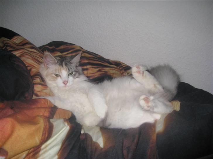 Blanding af racer / Norsk Skovkat Freya DØD billede 14