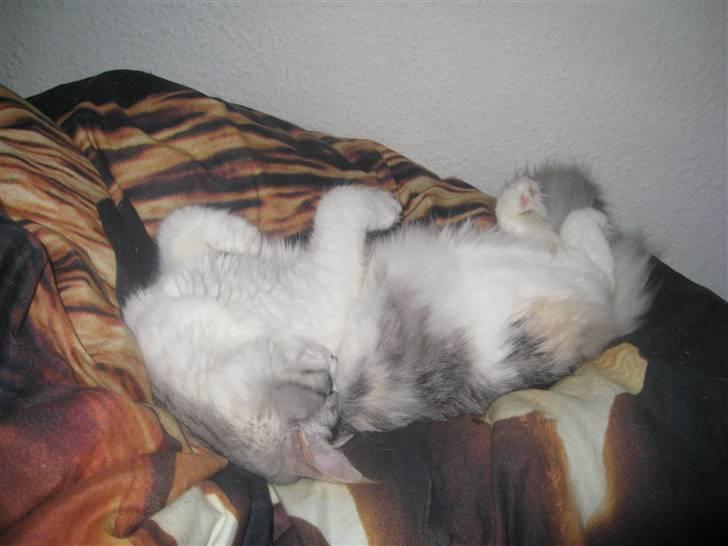 Blanding af racer / Norsk Skovkat Freya DØD billede 15