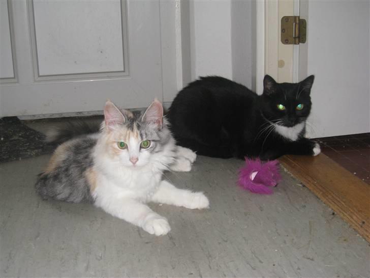 Blanding af racer / Norsk Skovkat Freya DØD billede 16