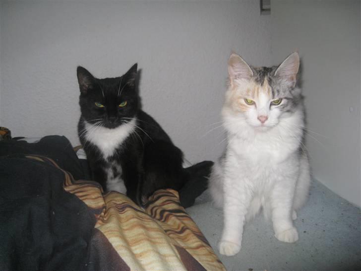 Blanding af racer / Norsk Skovkat Freya DØD billede 17