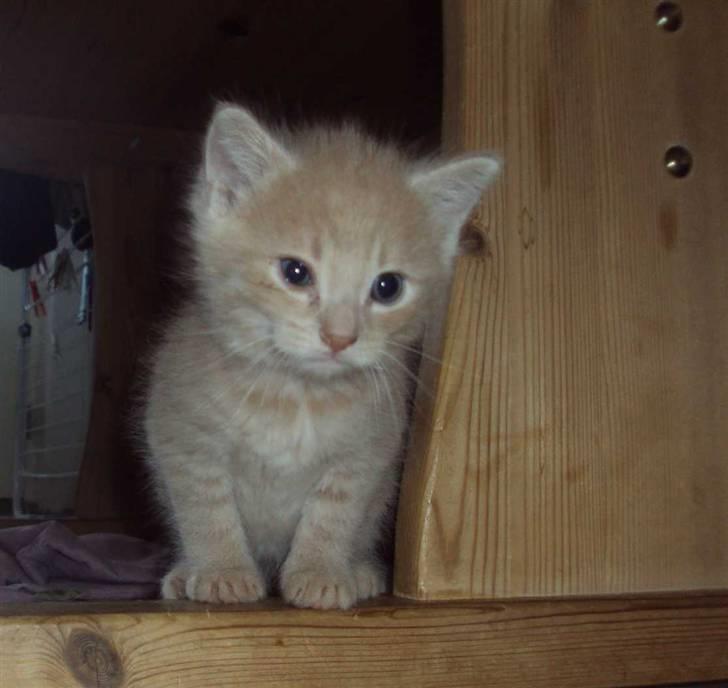 Huskat Frede R.I.P billede 1