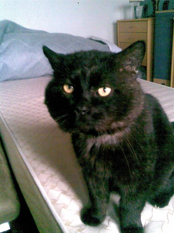 Huskat OLIVER ## DØD ## billede 1