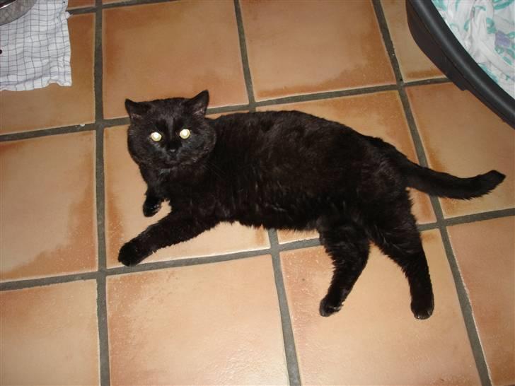 Huskat OLIVER ## DØD ## billede 2