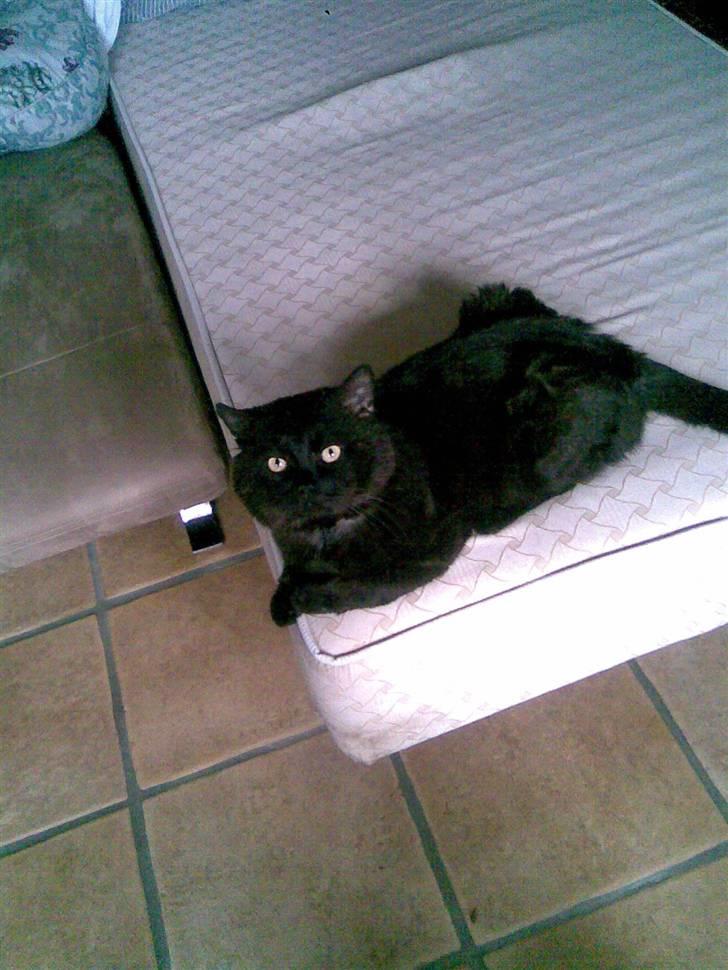 Huskat OLIVER ## DØD ## billede 3