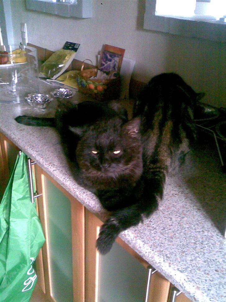 Huskat OLIVER ## DØD ## billede 4