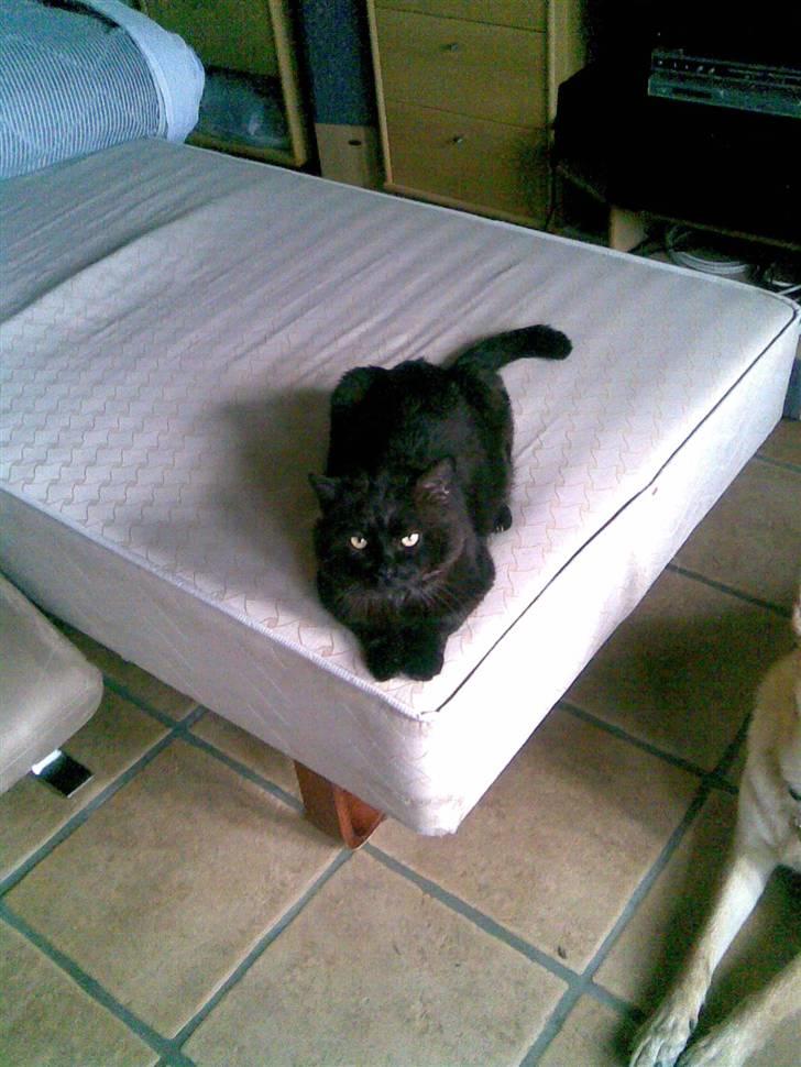 Huskat OLIVER ## DØD ## billede 5