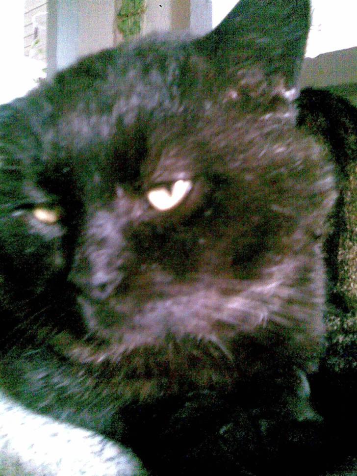 Huskat OLIVER ## DØD ## billede 6