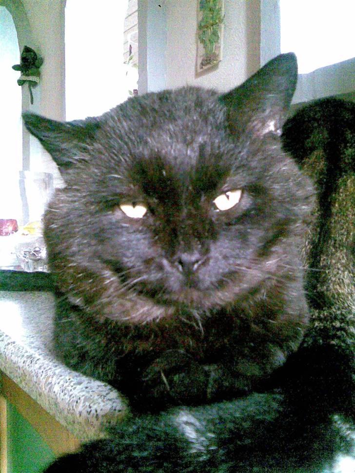 Huskat OLIVER ## DØD ## billede 7