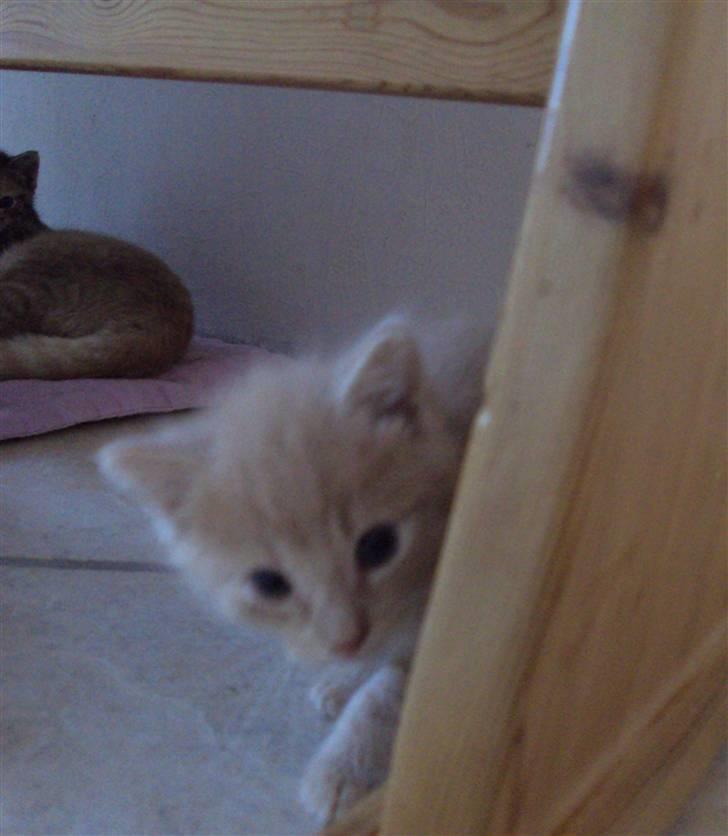 Huskat Frede R.I.P billede 2