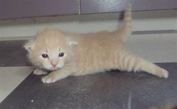 Huskat Frede R.I.P billede 3