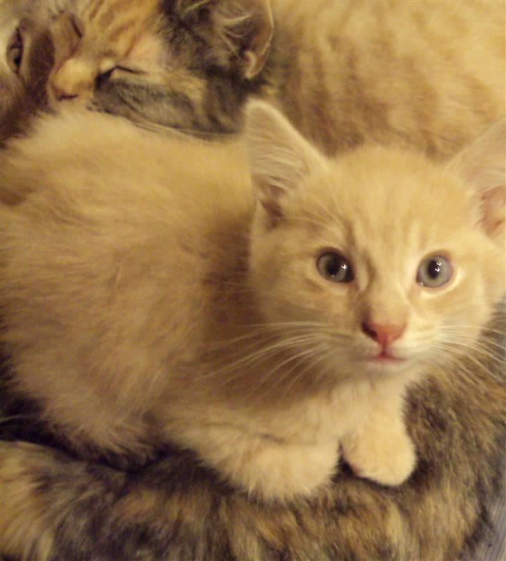 Huskat Frede R.I.P billede 4