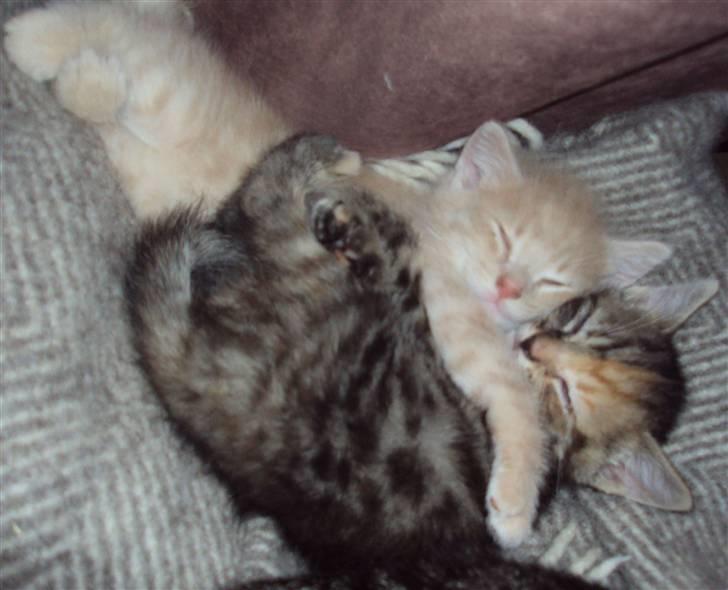 Huskat Frede R.I.P billede 5