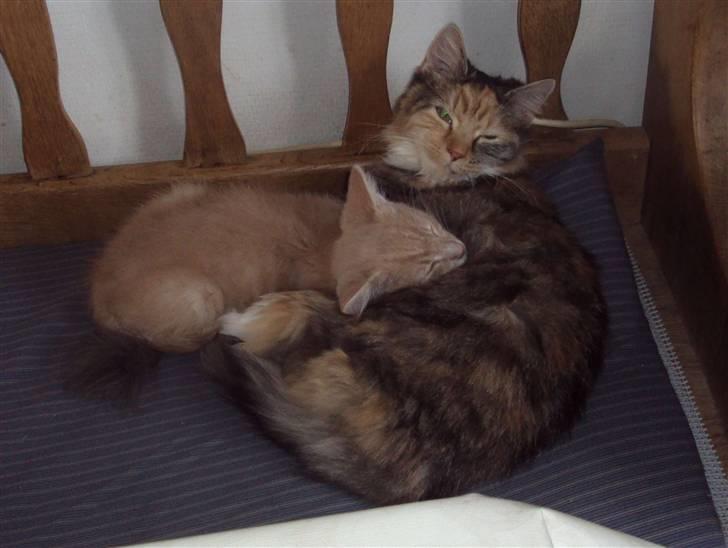 Huskat Frede R.I.P billede 6