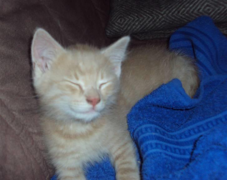 Huskat Frede R.I.P billede 7