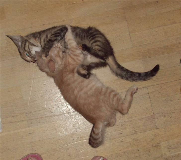 Huskat Frede R.I.P billede 8