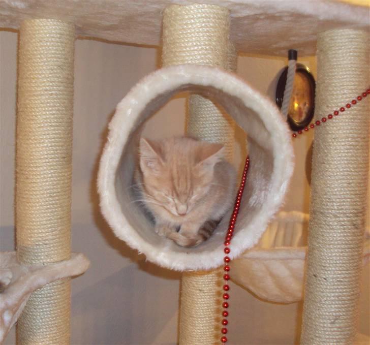 Huskat Frede R.I.P billede 9