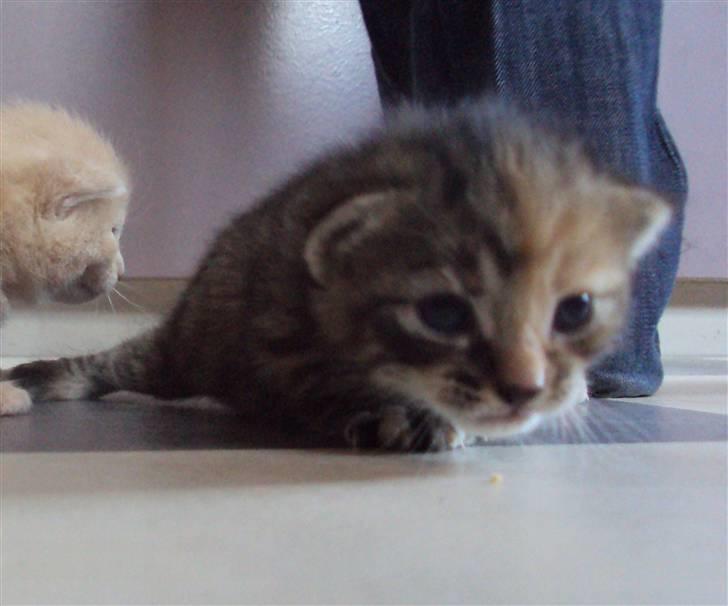 Huskat Sally billede 1