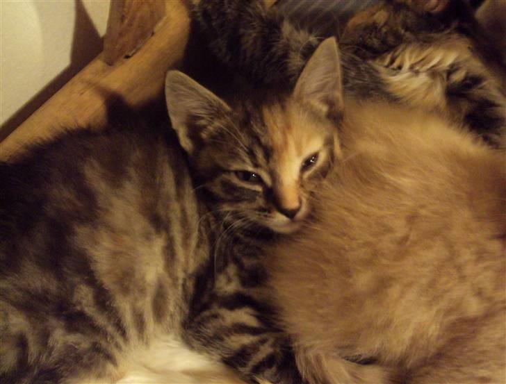 Huskat Sally billede 2