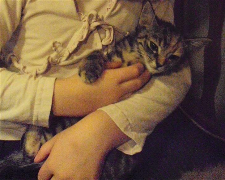 Huskat Sally billede 3