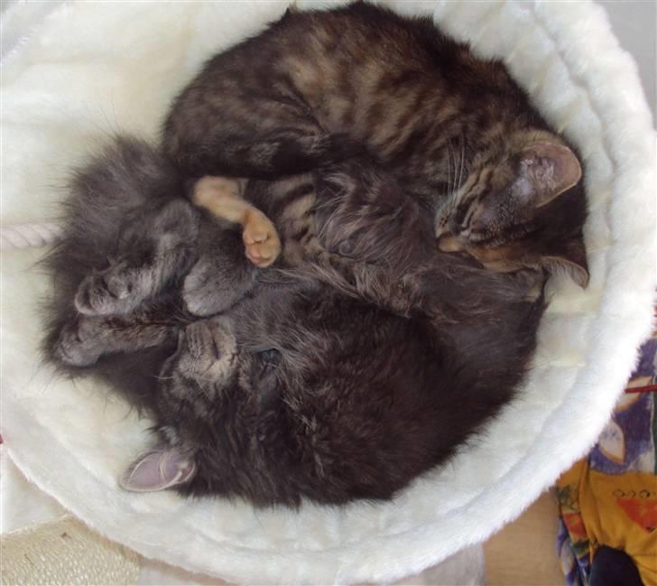 Huskat Sally billede 4