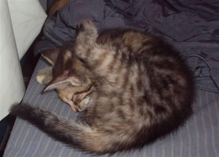 Huskat Sally billede 5