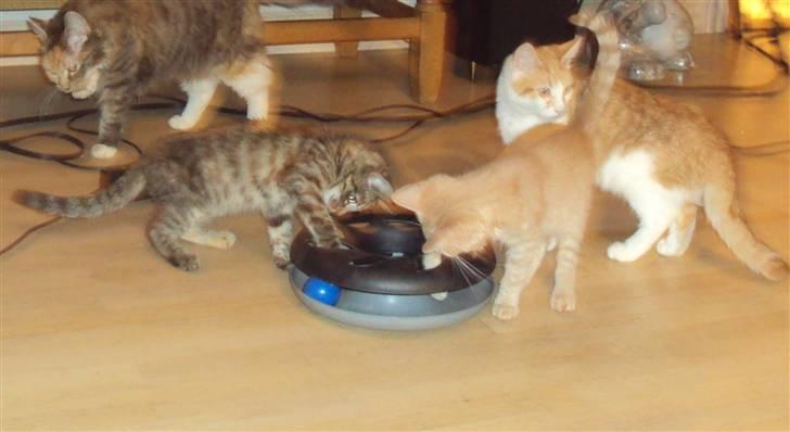 Huskat Sally billede 6