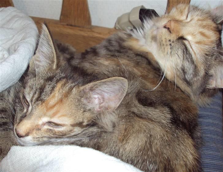 Huskat Sally billede 7