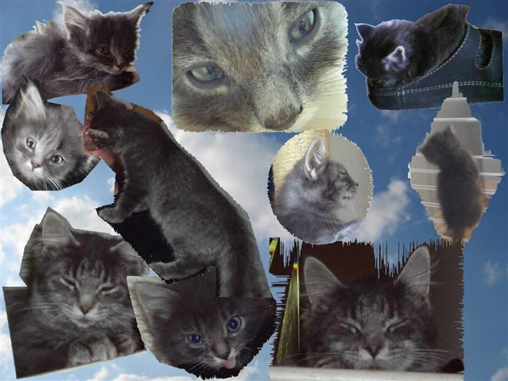 Blanding af racer Gizmo billede 13