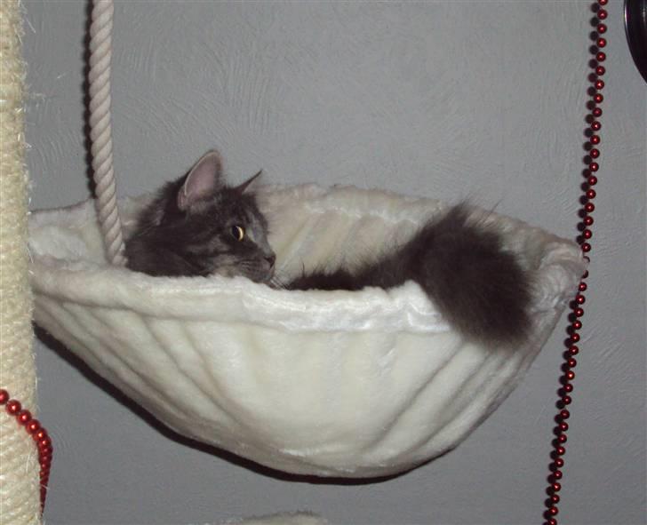 Blanding af racer Gizmo billede 14