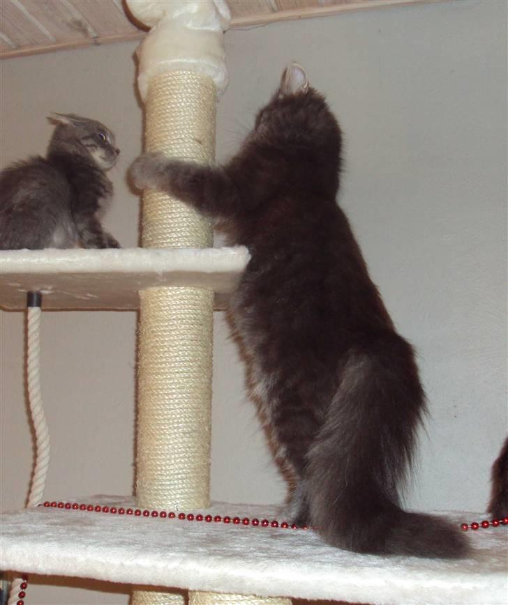 Blanding af racer Gizmo billede 15