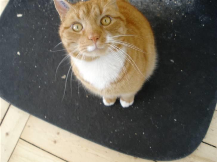 Huskat Albert billede 1