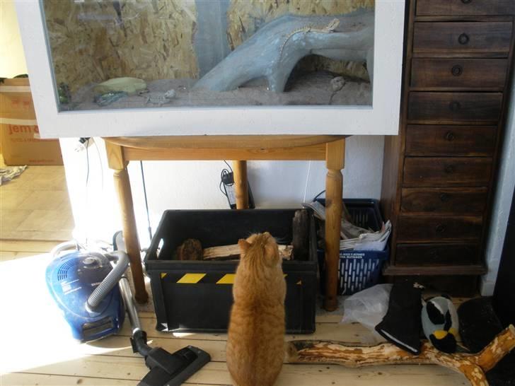 Huskat Albert - Ja hvad mon det er der er derinde billede 2