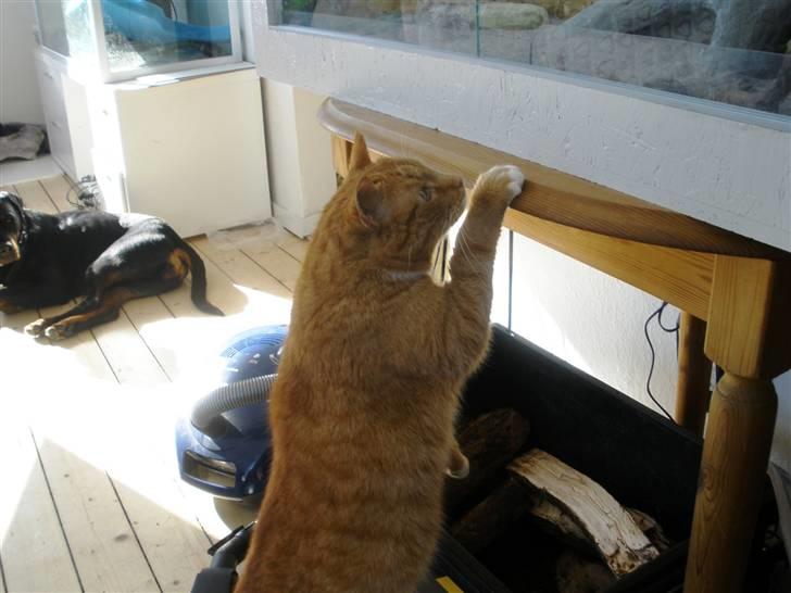 Huskat Albert - Moar!!!! Der er noget som bevæger sig derinde billede 3