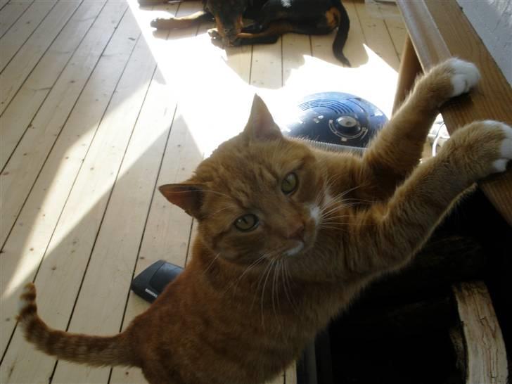 Huskat Albert - Må jeg ikke lege med dem? billede 4