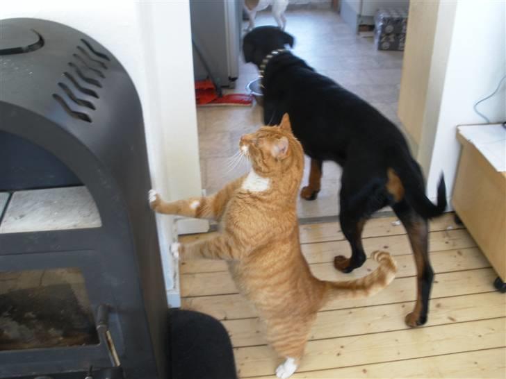 Huskat Albert - Er der noget spændende her oppe billede 5