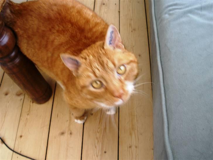 Huskat Albert billede 6