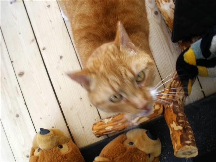 Huskat Albert billede 7