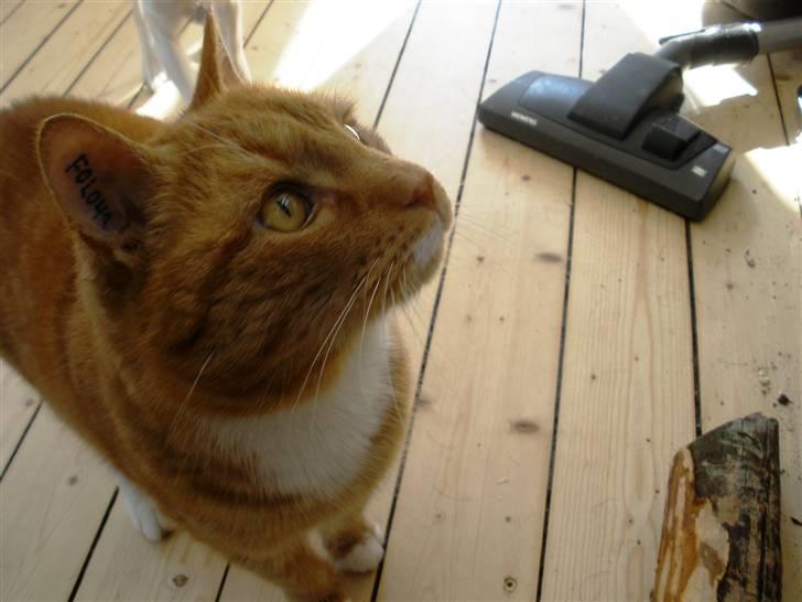 Huskat Albert billede 8