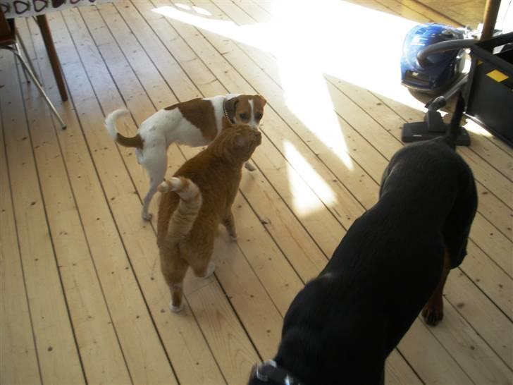 Huskat Albert - Kom tøser vi skal ud og lave ballade billede 9