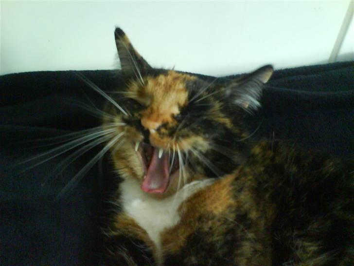 Blanding af racer Sigge - Sigge gaber .. billede 19