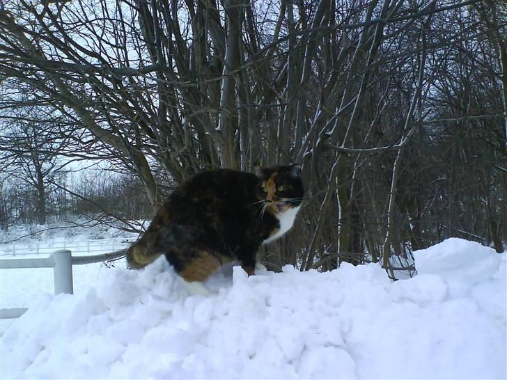 Blanding af racer Sigge - Sigge sidder i vinduet.. billede 20