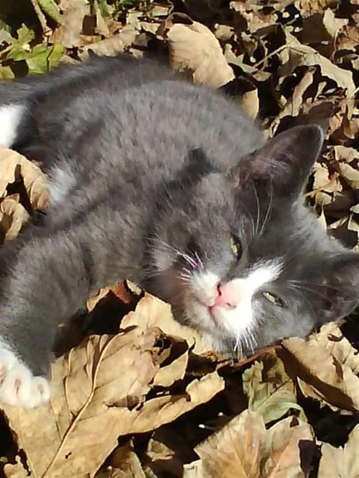 Blanding af racer Fister billede 1