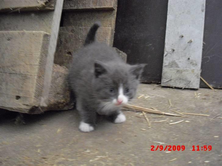 Blanding af racer Fister billede 2