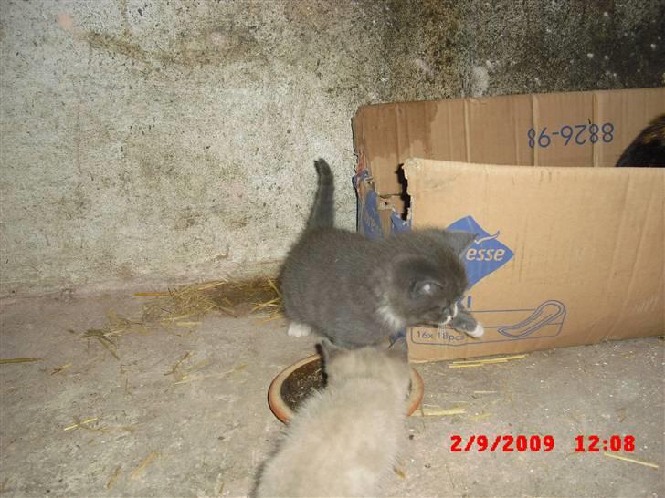 Blanding af racer Fister billede 3