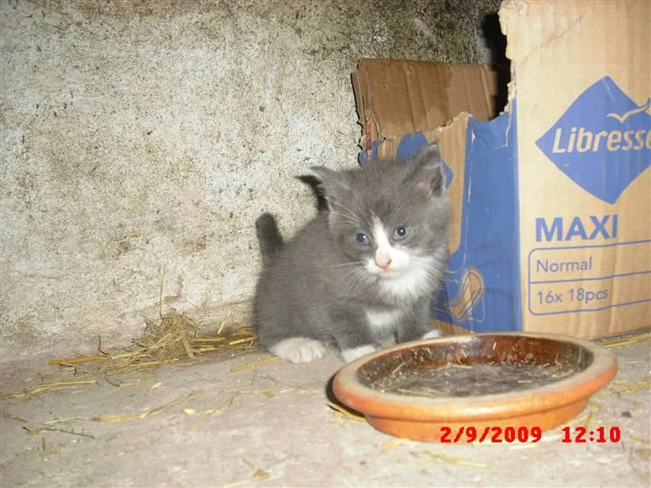 Blanding af racer Fister billede 4