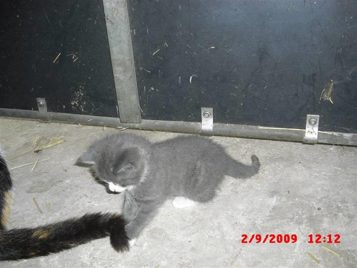 Blanding af racer Fister billede 5