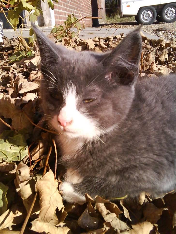 Blanding af racer Fister billede 6