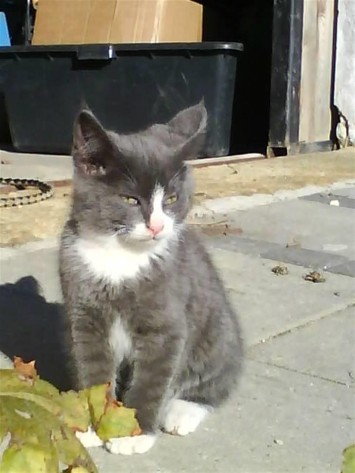 Blanding af racer Fister billede 7