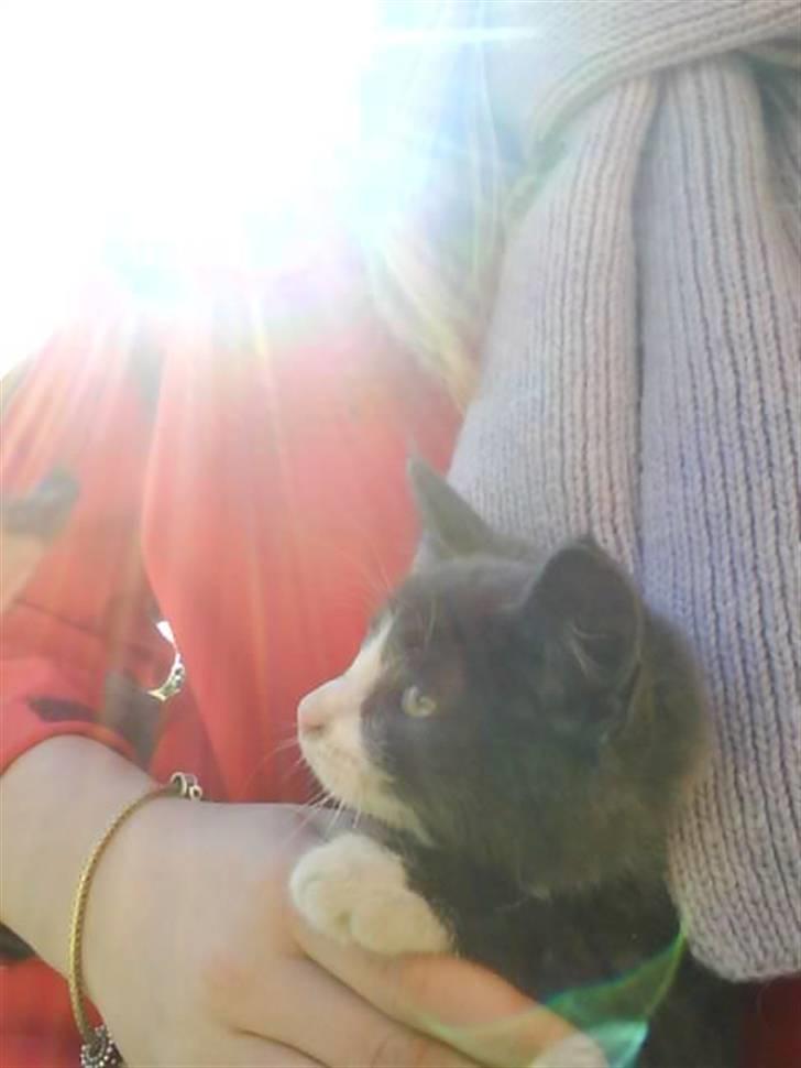 Blanding af racer Fister billede 8